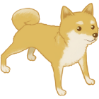 shibainu1